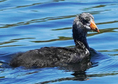 American coot 2.html